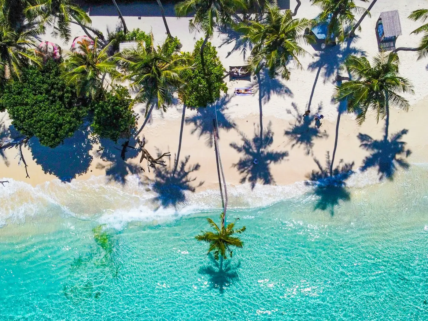 Aerial view of a palm-lined beach on Thulusdhoo