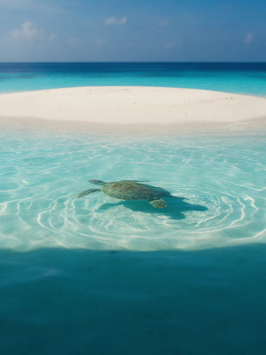 Sandbank & Turtle Snorkeling